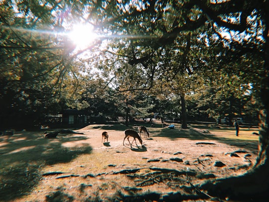 brown horse on brown soil during daytime in Nara Japan