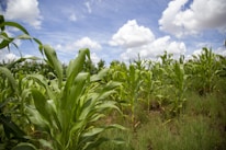 A lush cornfield stretches across the landscape under a partly cloudy sky. The corn plants are green and healthy, growing in dense rows on a bed of grass, suggesting a thriving agricultural environment.