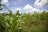 A lush cornfield stretches across the landscape under a partly cloudy sky. The corn plants are green and healthy, growing in dense rows on a bed of grass, suggesting a thriving agricultural environment.