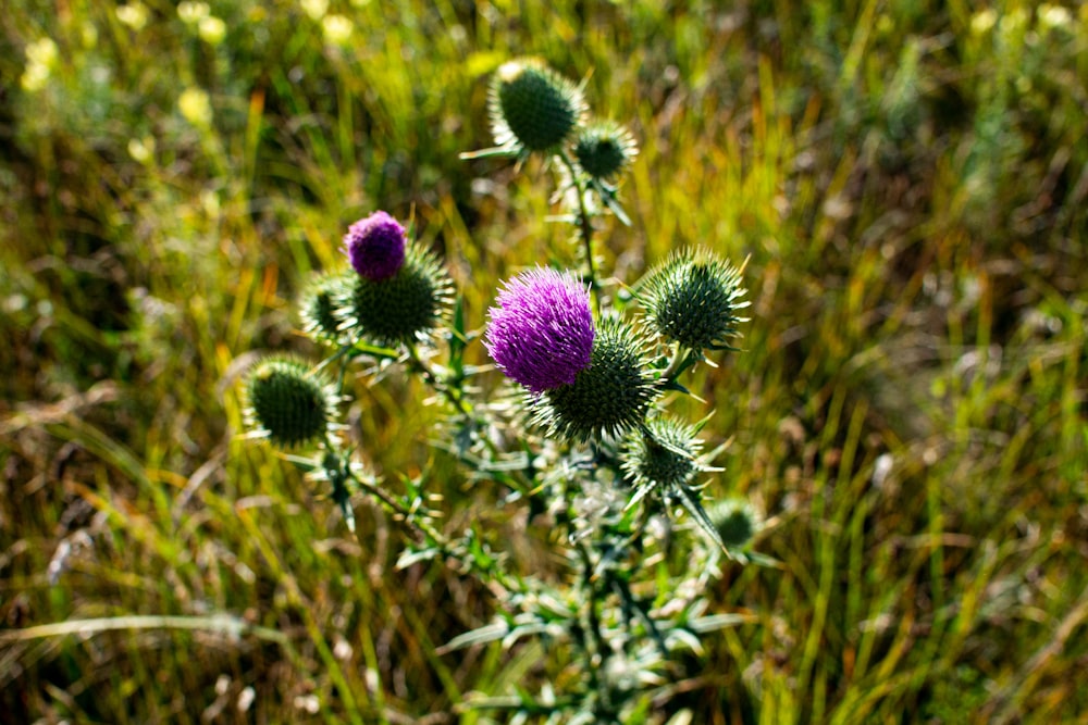 purple flower in tilt shift lens