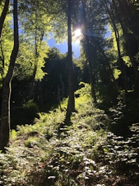 A lush green forest with diverse plant life and sunlight filtering through the trees.