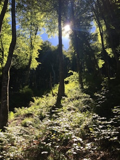 A lush tropical forest with sunlight filtering through dense green leaves.