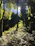 A lush tropical forest with sunlight filtering through dense green leaves.