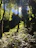 A lush tropical forest with sunlight filtering through dense green leaves.