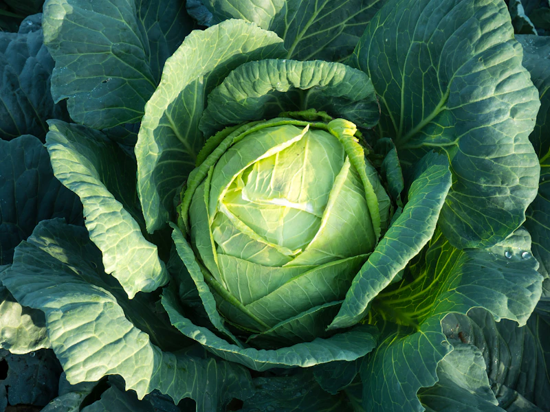 Fresh green cabbage