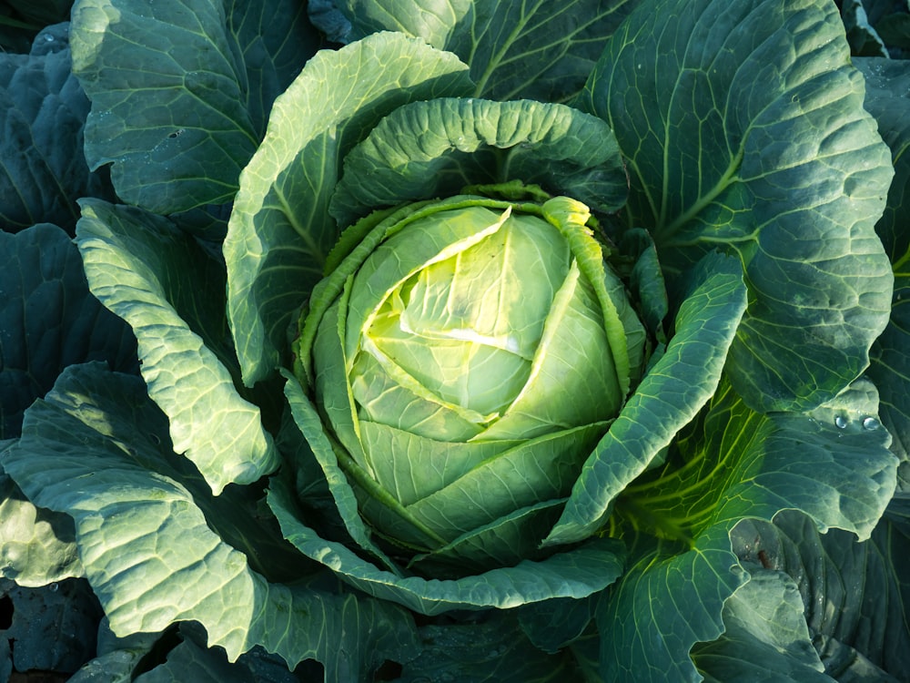 pianta a foglia verde e bianca