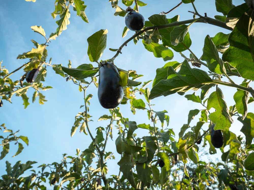 fruta verde na árvore durante o dia