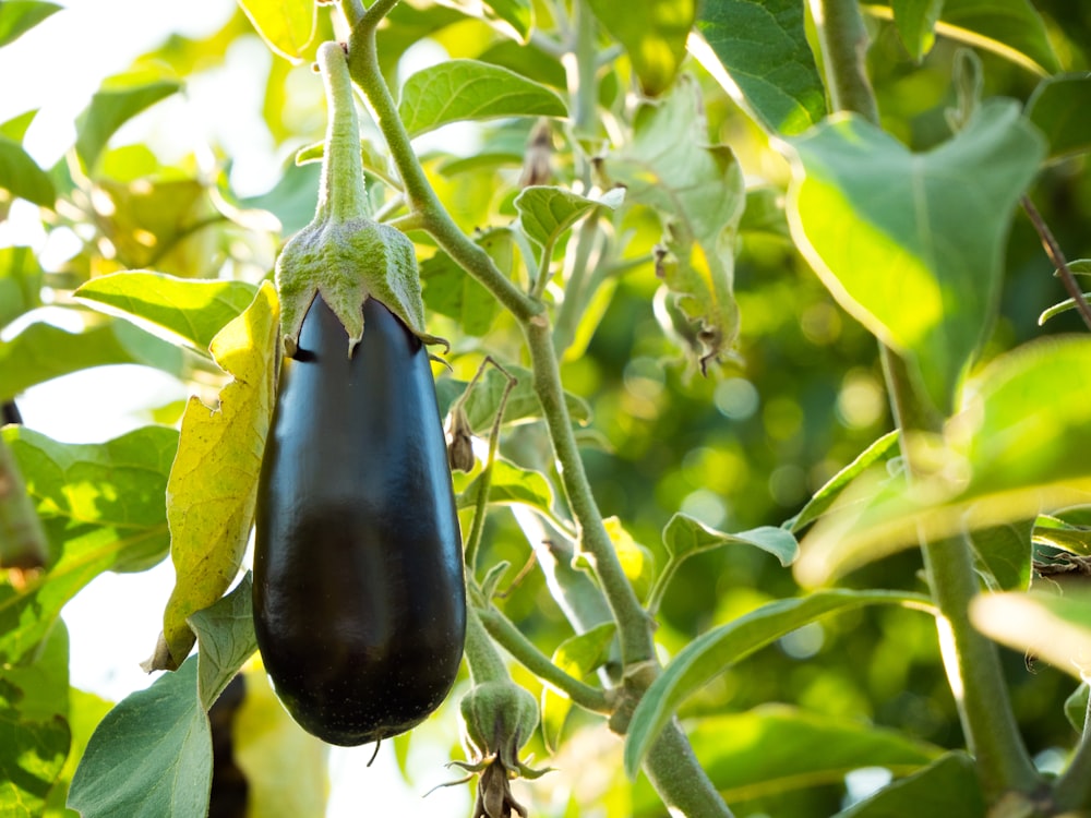 black fruit on green leaves during daytime