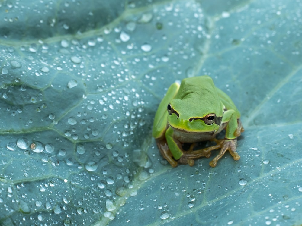 green frog on green leaf