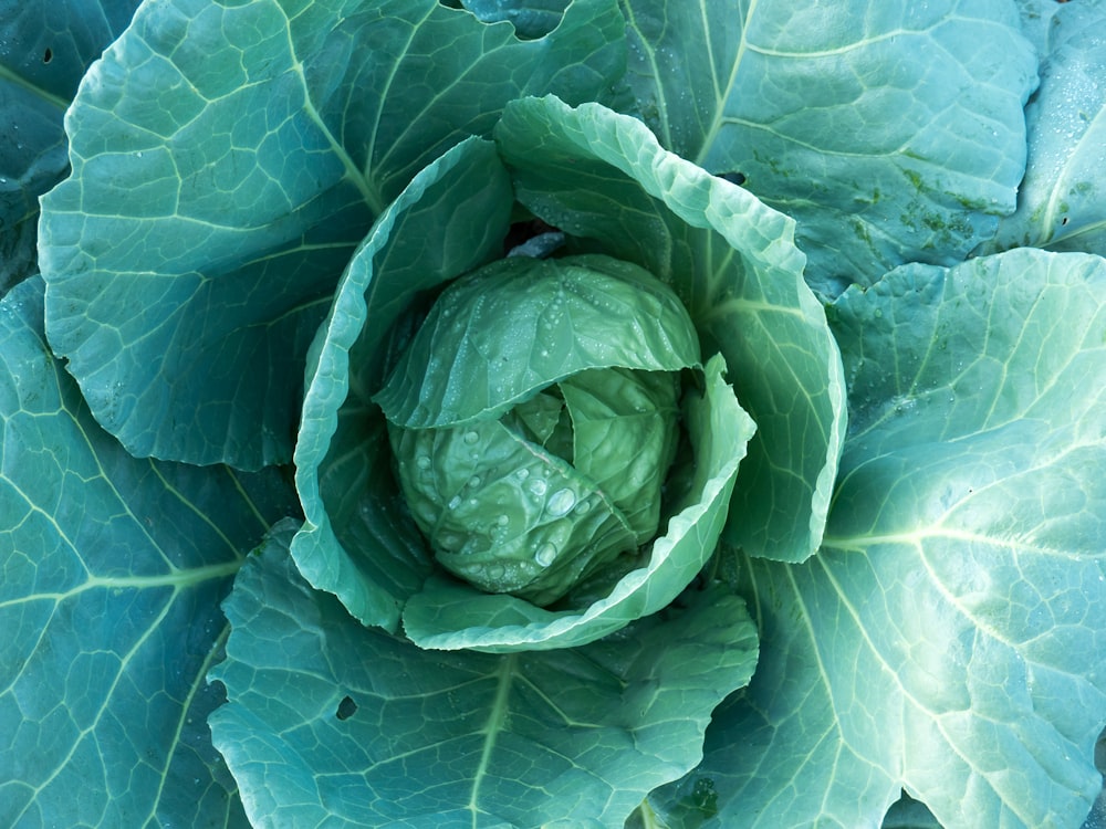 green leaf plant in close up photography