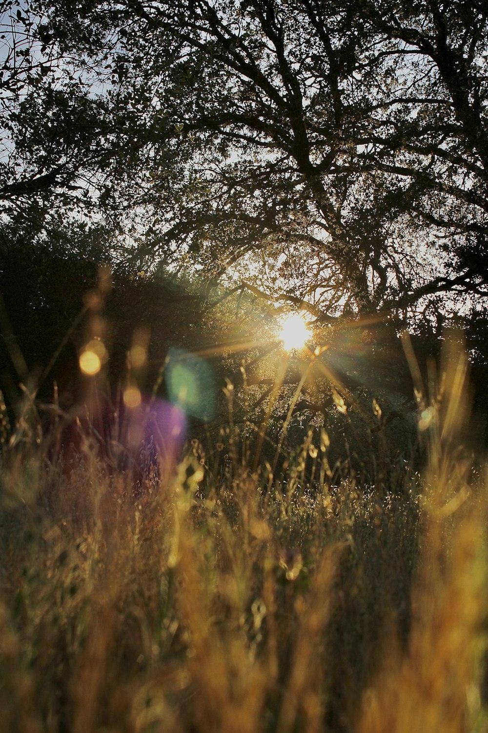 sun rays coming through trees