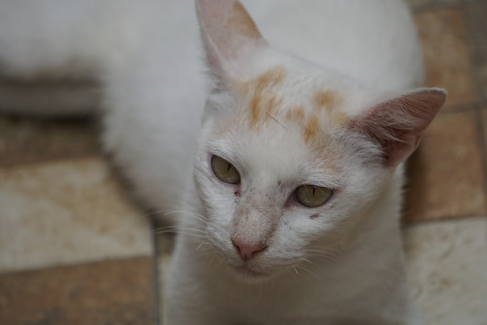 white and orange cat on brown wooden table