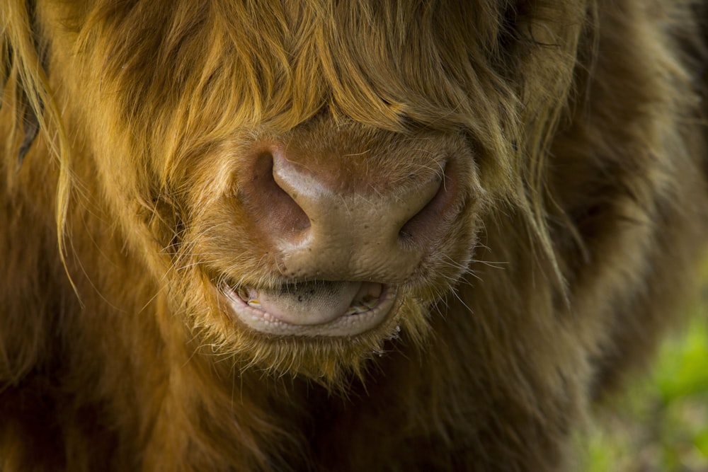 oeil d’animaux bruns dans la photographie en gros plan