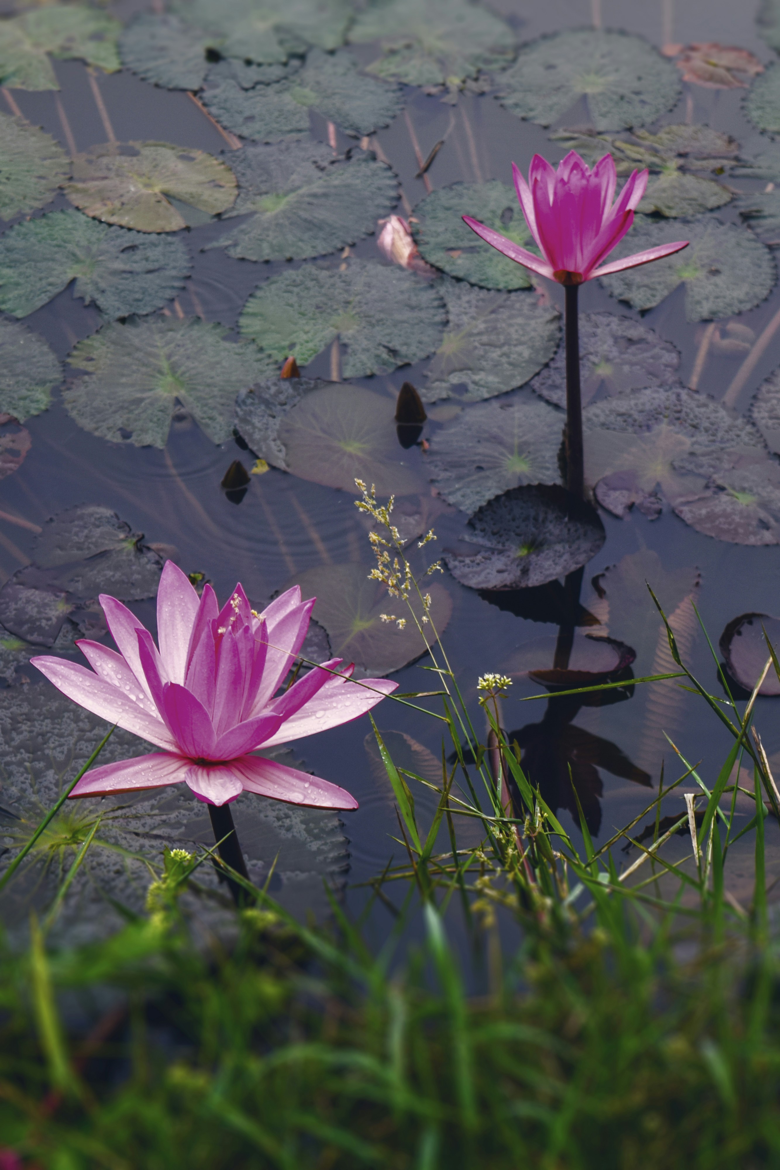 Photo by ideaz_sabbir