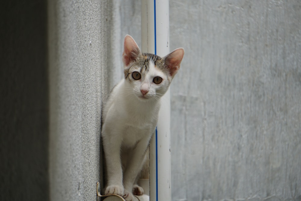 white and black cat on window