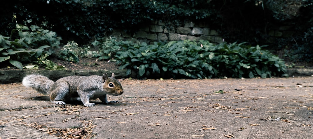 brown squirrel on brown soil