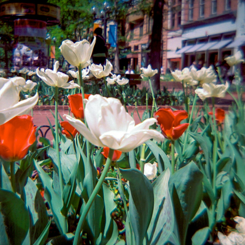 tulipas brancas e vermelhas em flor durante o dia