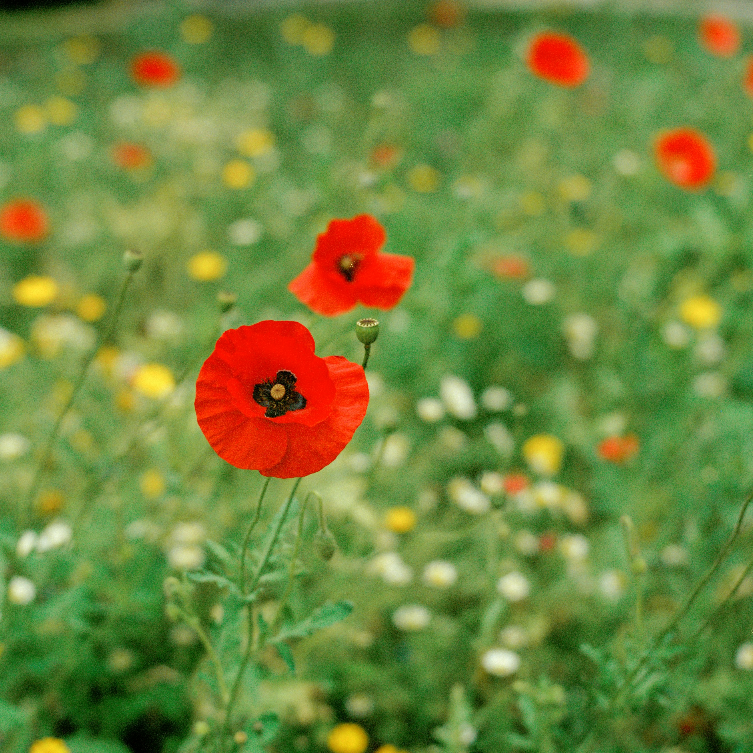 Photo by carrier_lost