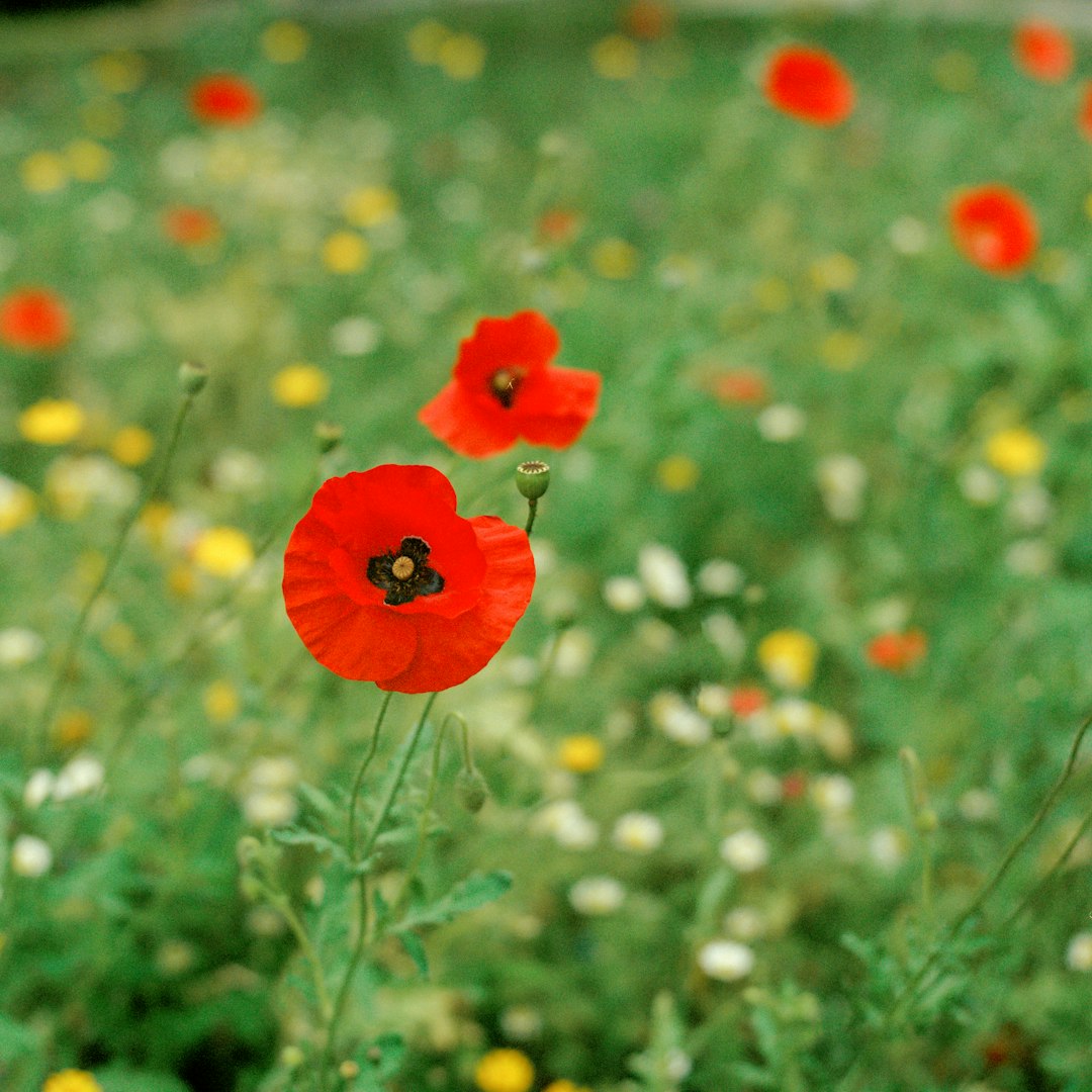 red flower in tilt shift lens