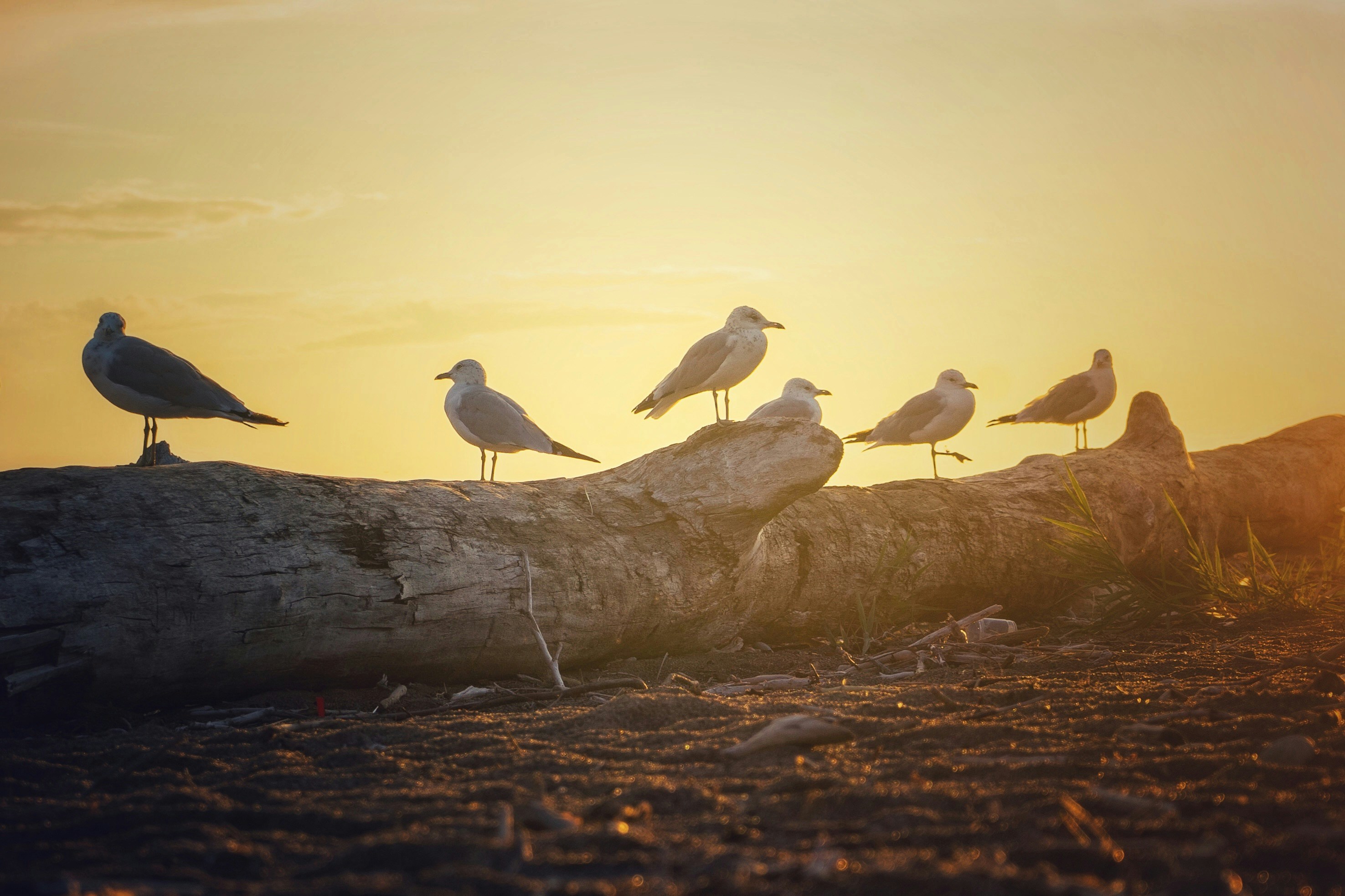 Photo by michael_g_krahn