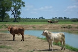 A vibrant farmyard scene with farmers and cows under a bright blue sky.