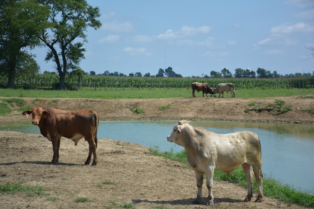 A vibrant farmyard scene with farmers and cows under a bright blue sky.