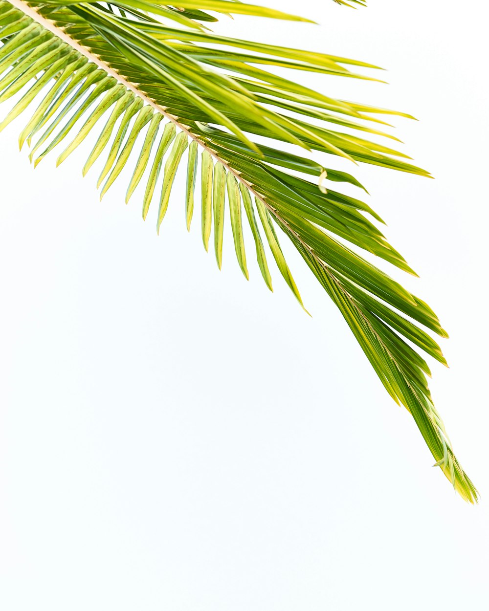green palm tree leaf on white background