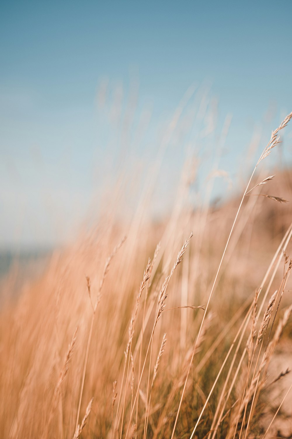 brown grass near body of water during daytime