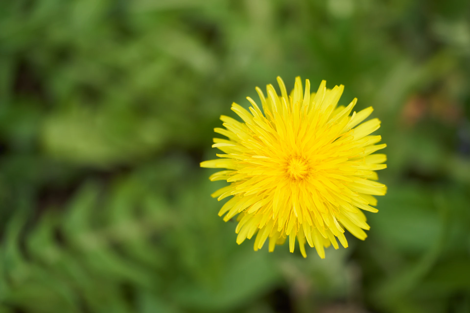 yellow flower in tilt shift lens