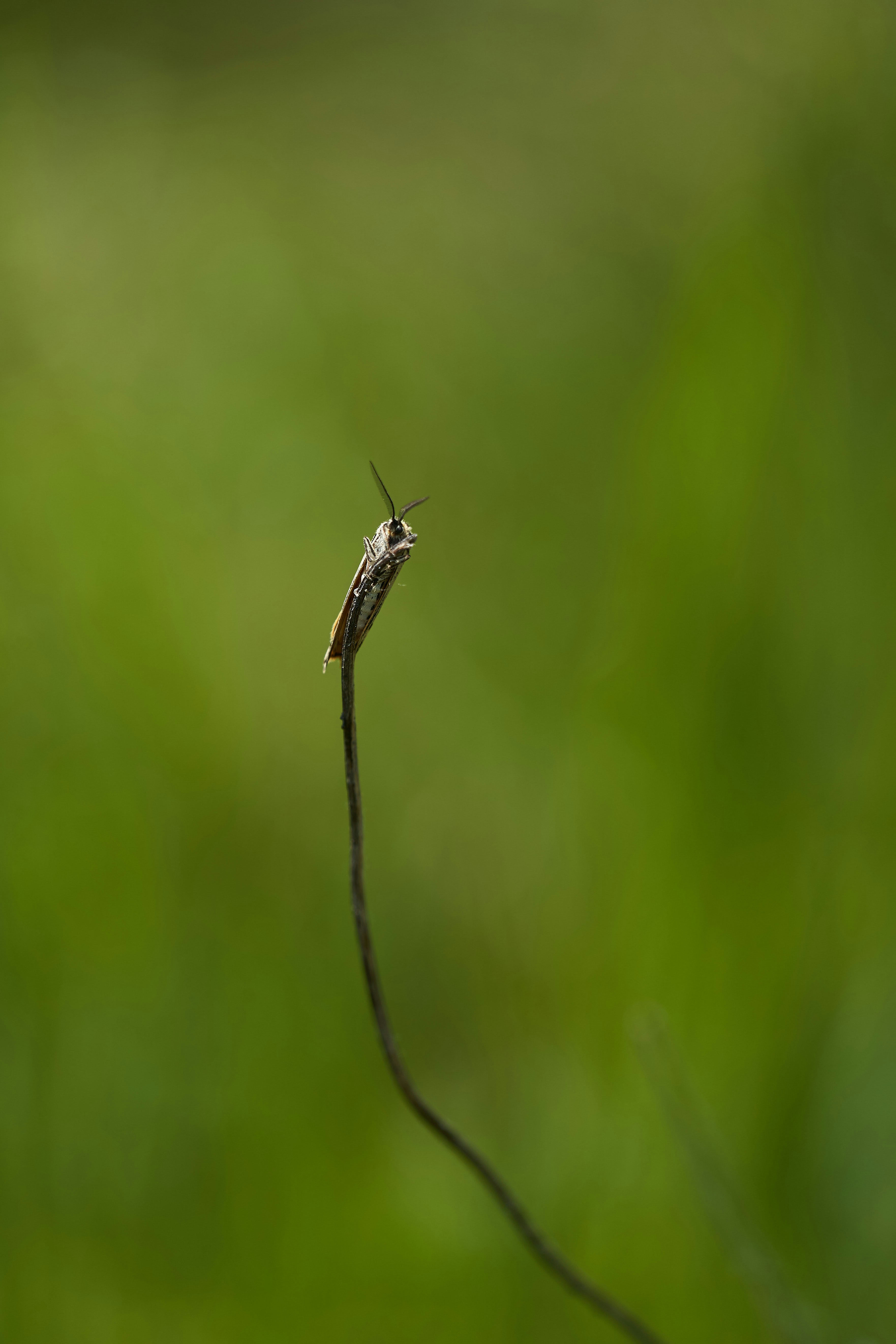 Photo by wolfgang_hasselmann