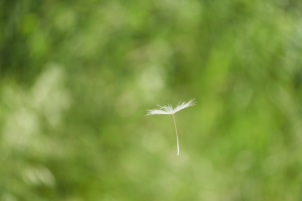 Pluma blanca en lente de cambio de inclinación