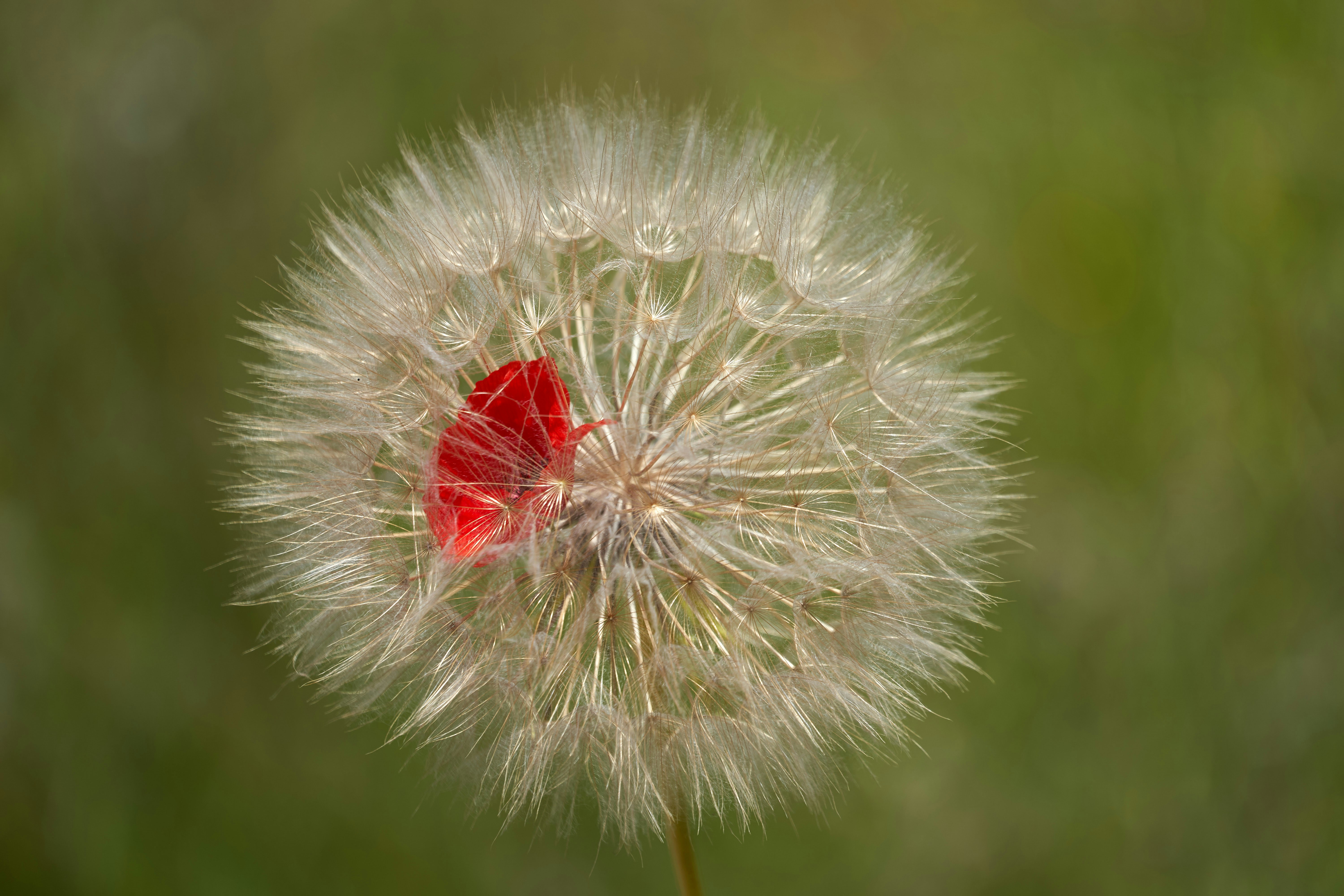 Photo by wolfgang_hasselmann