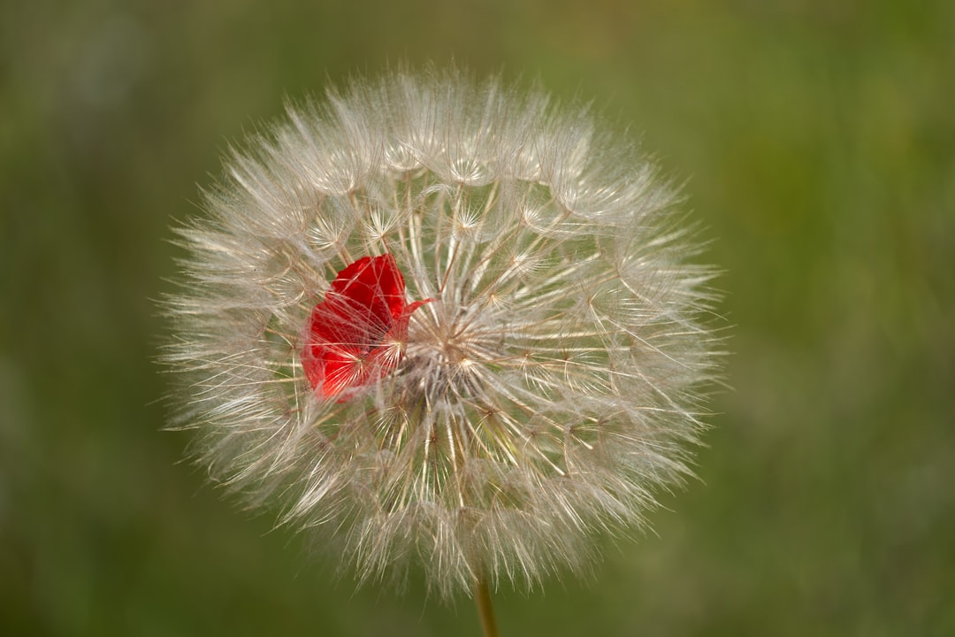 white dandelion in close up photography