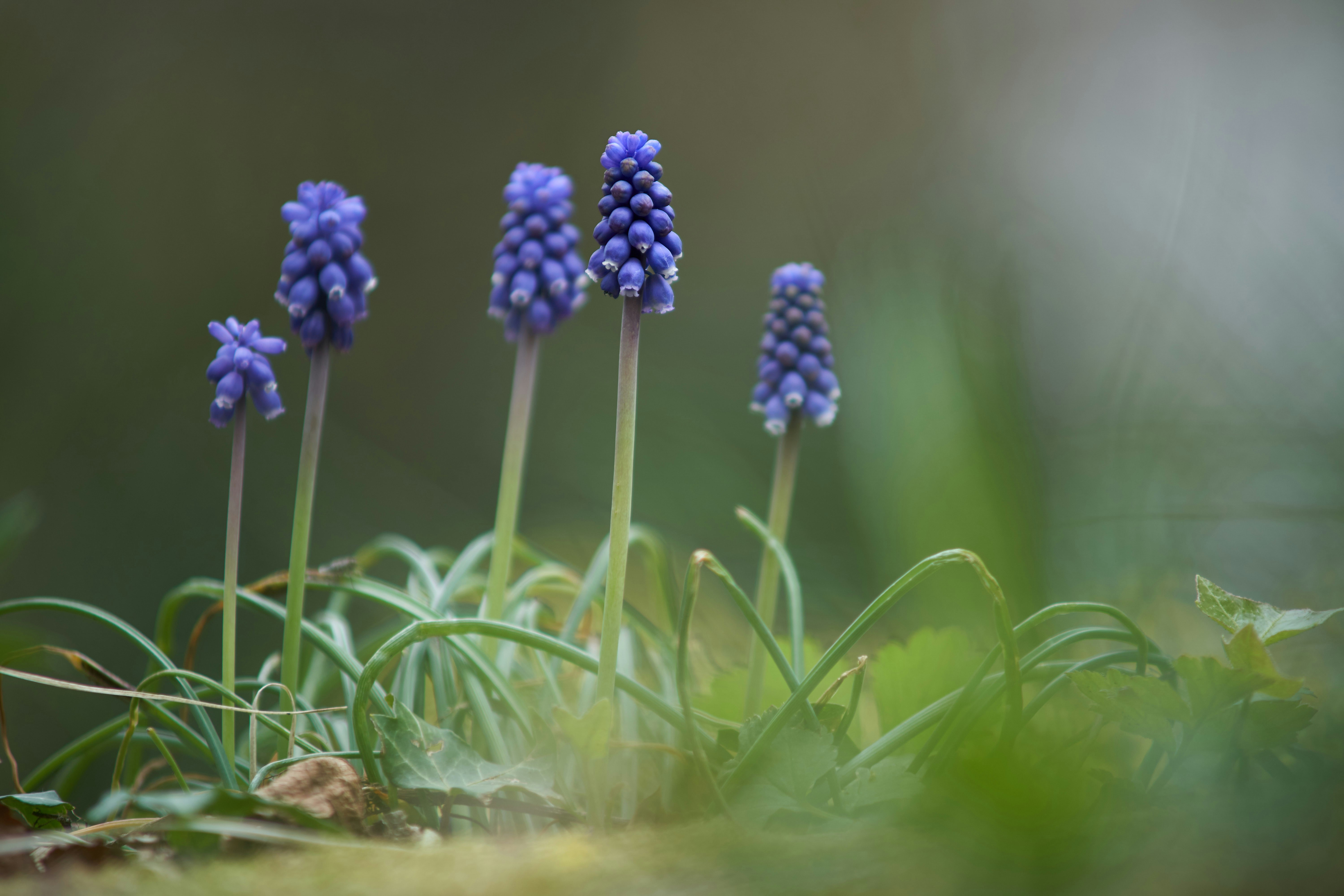 Photo by wolfgang_hasselmann