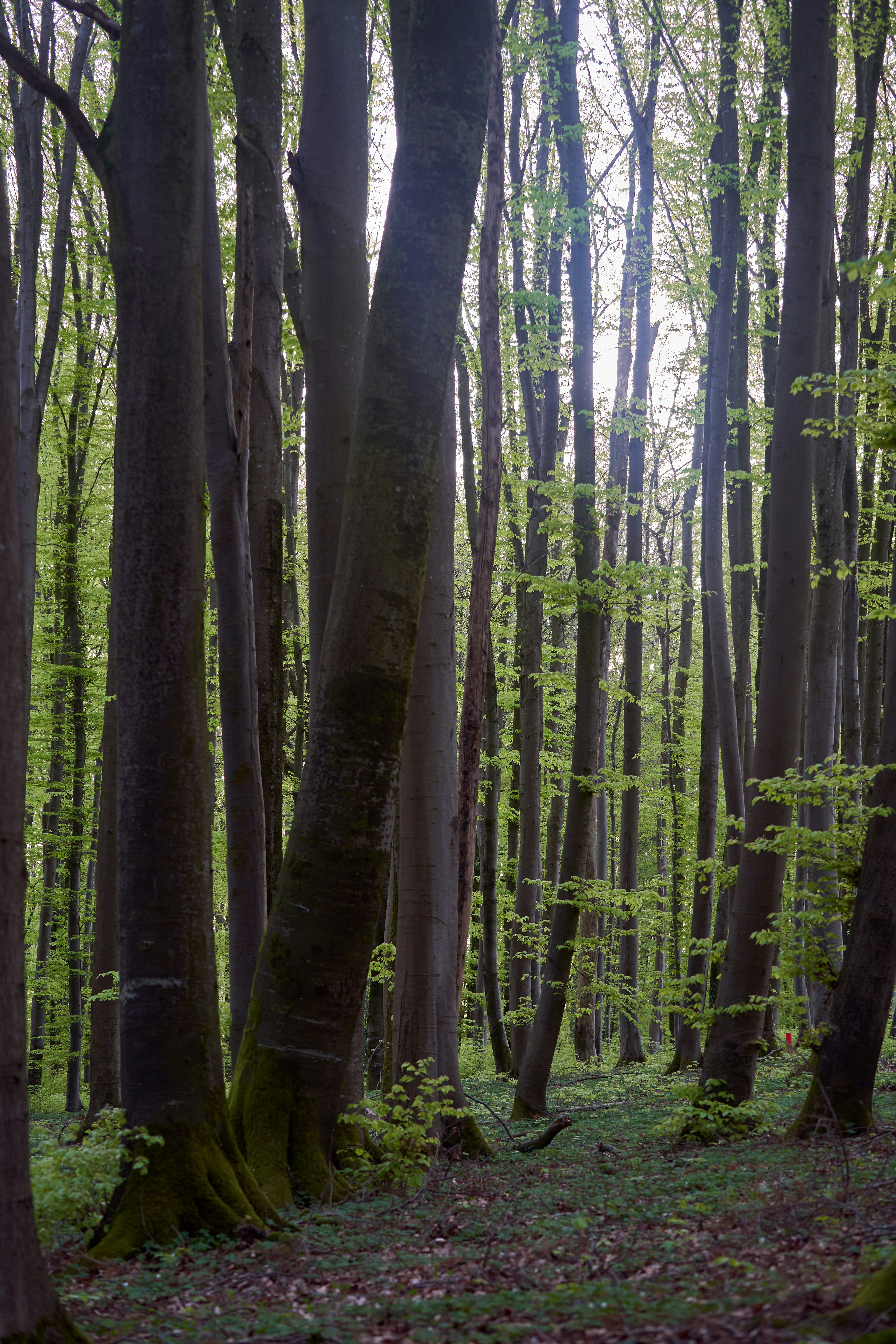 Photo by wolfgang_hasselmann