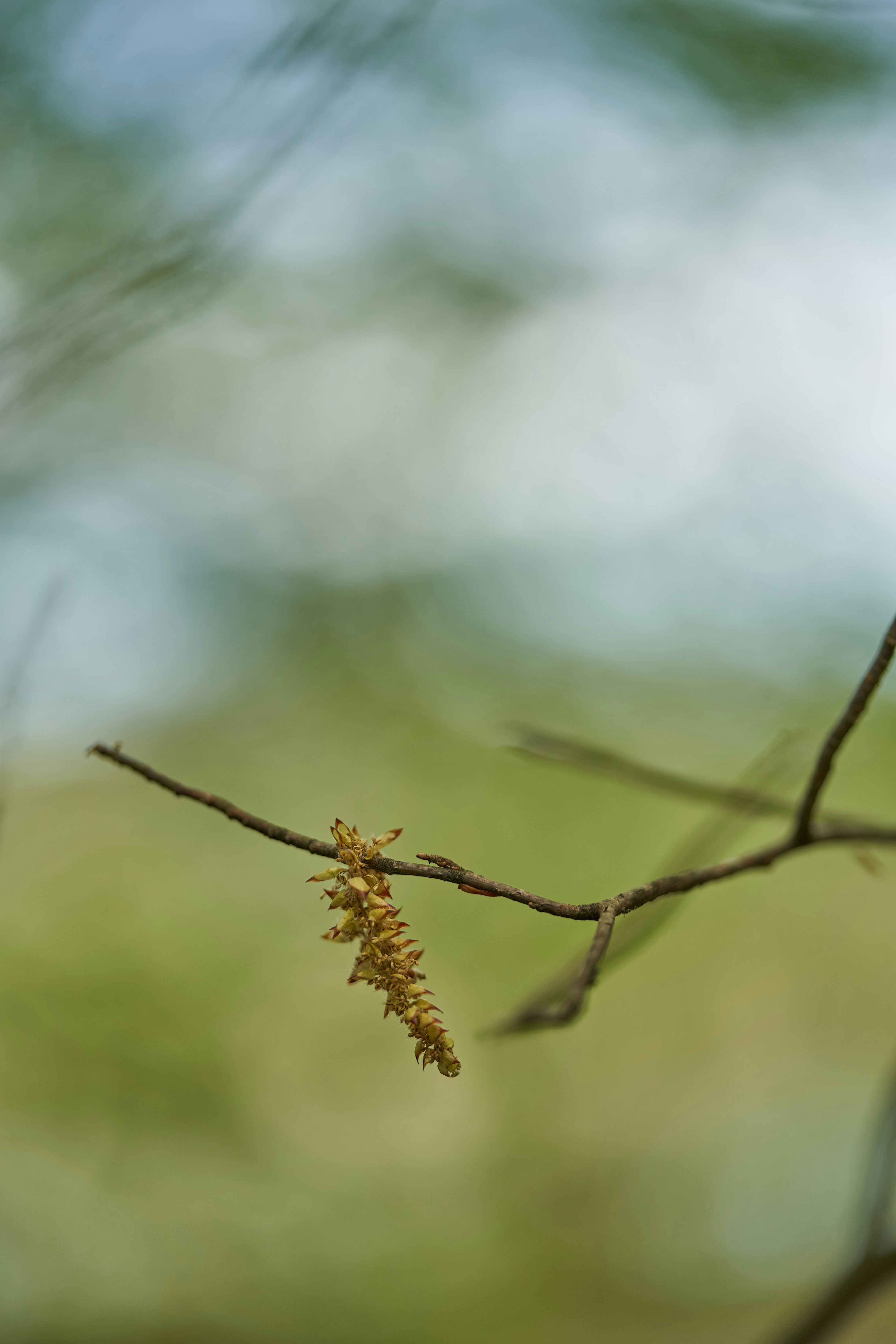 Photo by wolfgang_hasselmann