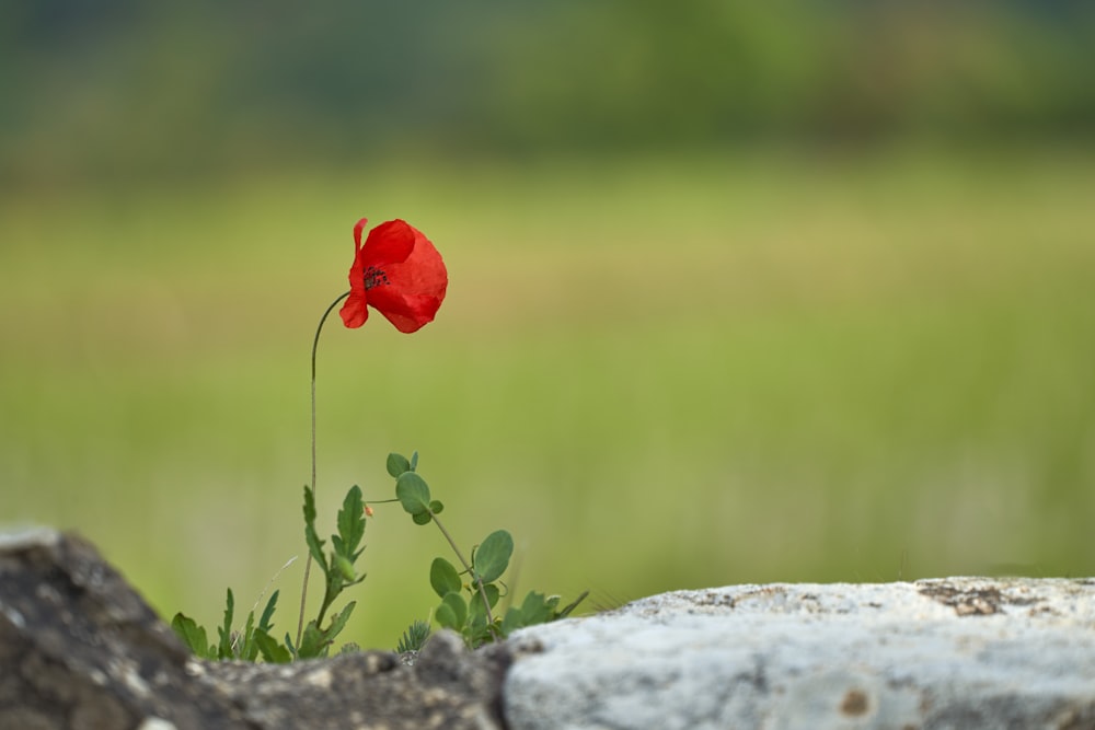 red flower on gray rock