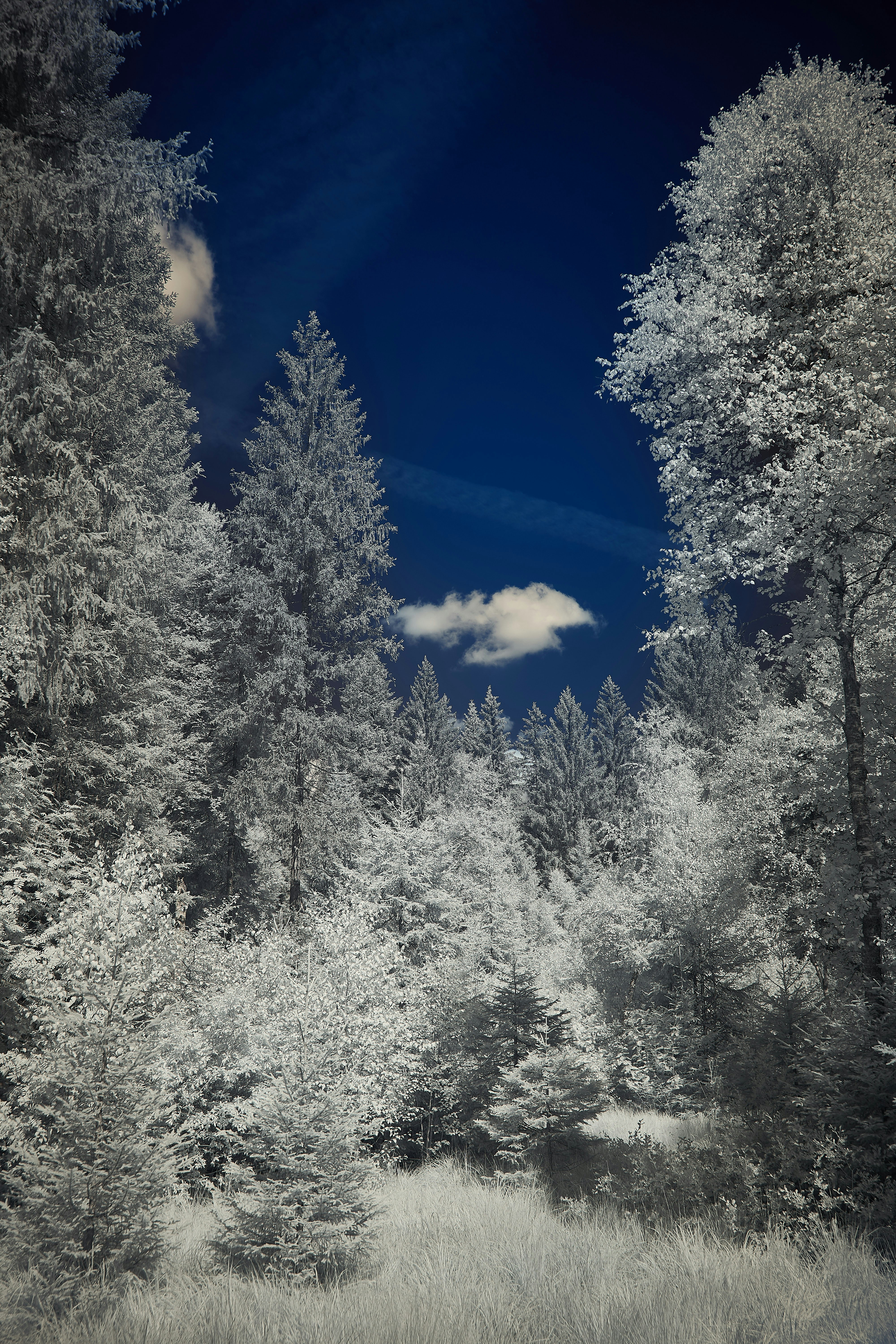 Photo by wolfgang_hasselmann