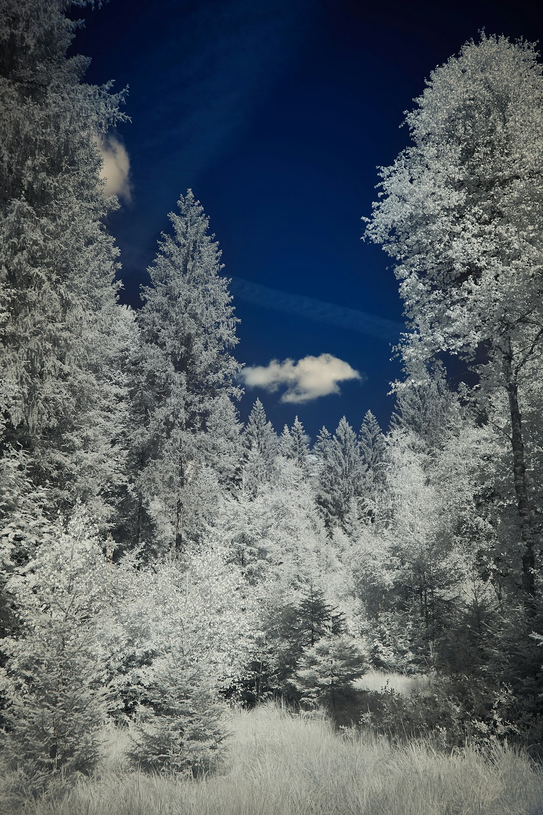 green trees under blue sky during daytime