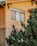 A house exterior with an elevated view of a window framed by clean architectural lines. The siding is a warm beige color, complementing the golden light of the setting or rising sun. A large evergreen tree partially obscures the view, with lush green needles adding texture and natural contrast.