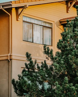 A house exterior with an elevated view of a window framed by clean architectural lines. The siding is a warm beige color, complementing the golden light of the setting or rising sun. A large evergreen tree partially obscures the view, with lush green needles adding texture and natural contrast.