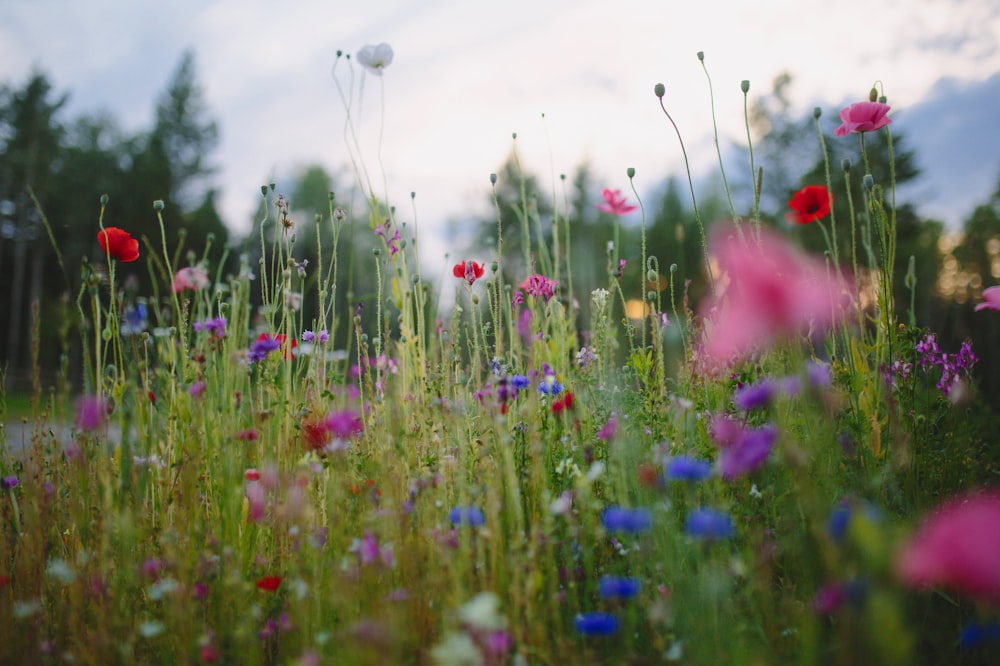 blue and red flowers under white sky during daytime