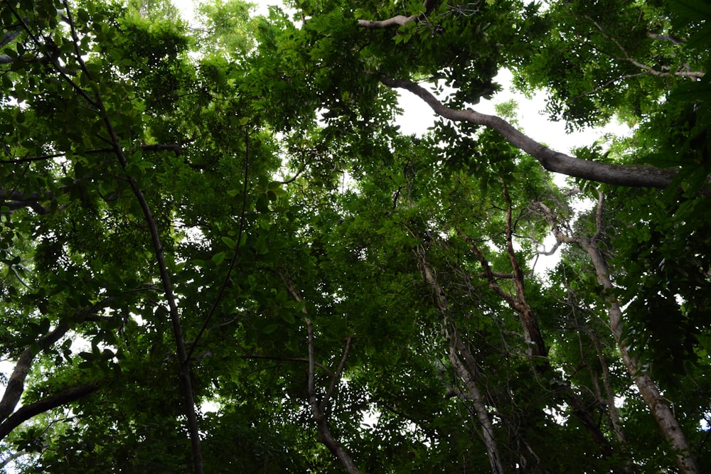 árbol de hoja verde durante el día