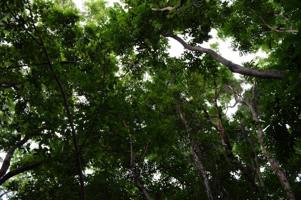 green leaf tree during daytime