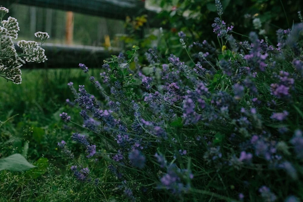 purple flowers in tilt shift lens