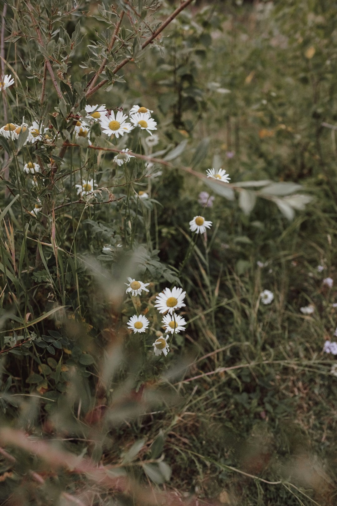 white daisy flowers in bloom during daytime