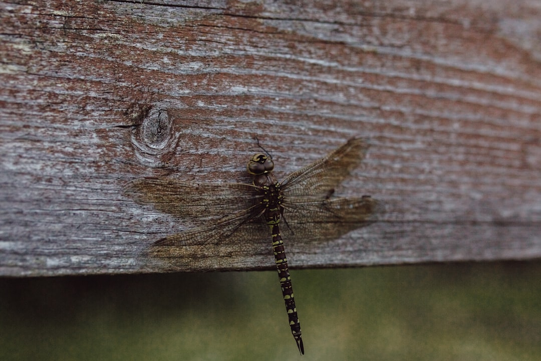 brown and black dragonfly on brown wooden surface during daytime