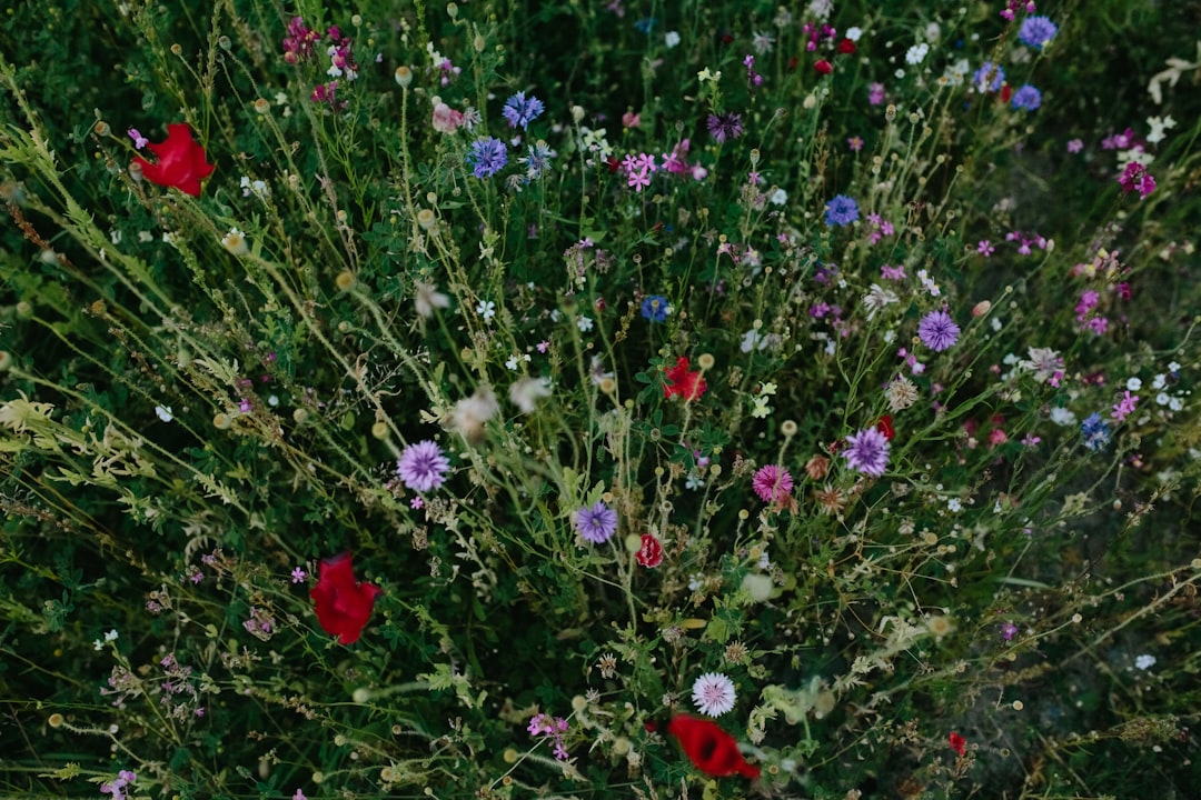 purple and white flowers with green leaves