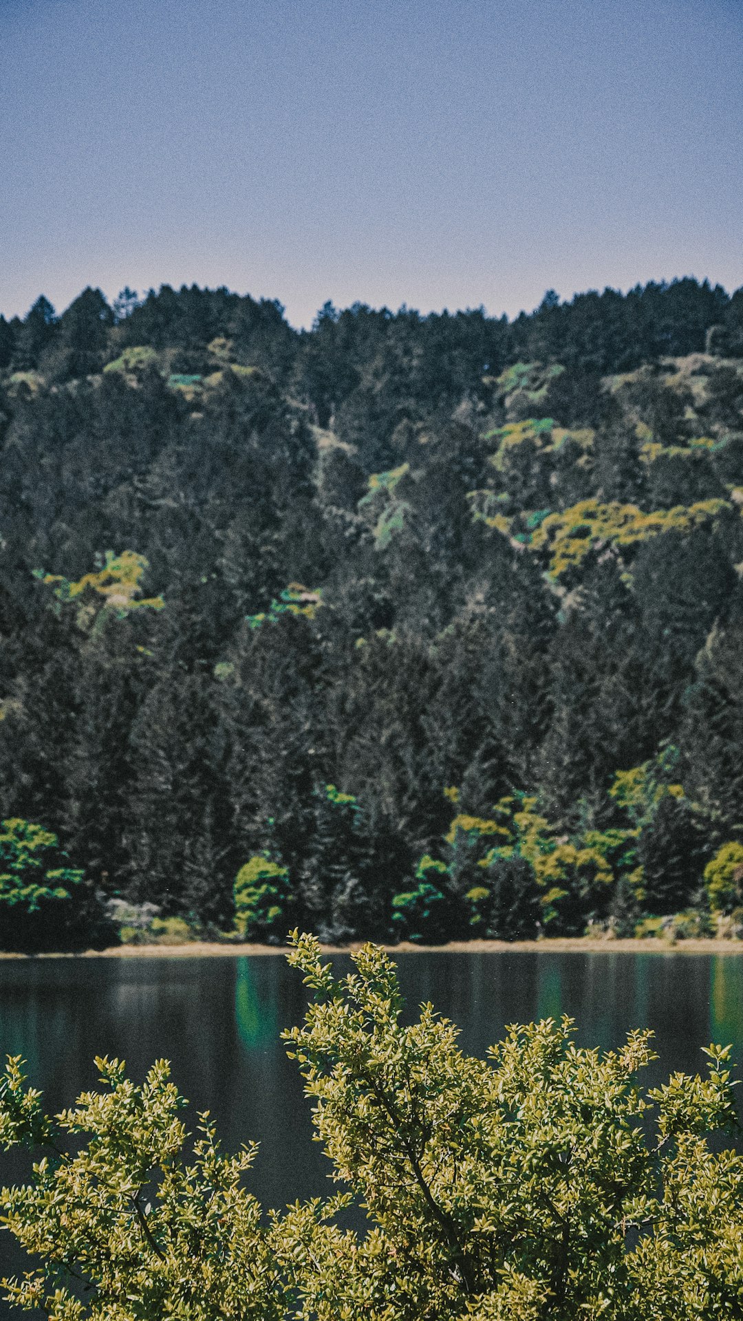 photo of Monte Rio Nature reserve near Goat Rock Beach