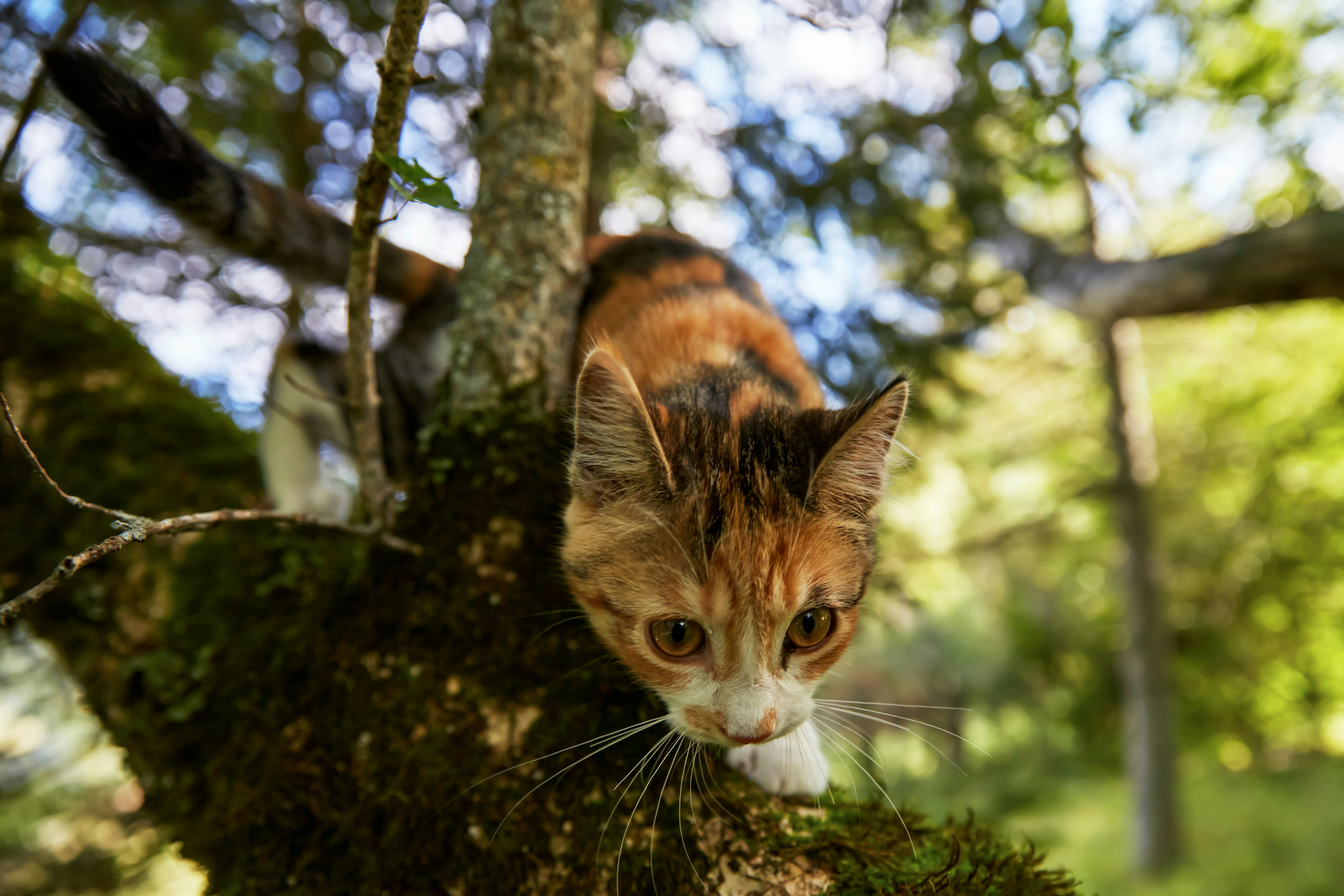 brown and white cat on tree branch